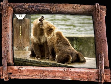 Funny grizzly bear cubs playing |Funny Animal