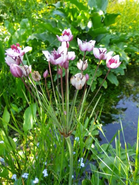 Butomus umbellatus (Flowering rush) - Devon Pond Plants