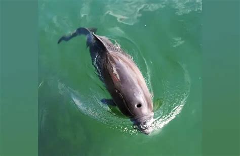 Porpoise - Description, Habitat, Image, Diet, and Interesting Facts