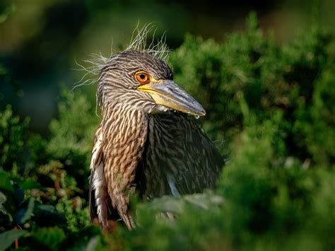 Yellow-crowned Night Heron | Audubon Field Guide