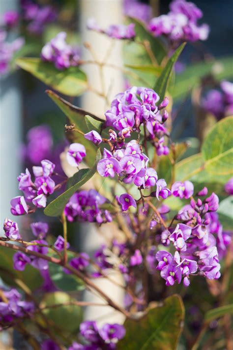 Hardenbergia violacea Happy Wanderer Lilac Vine by ChelseasArtistry on DeviantArt