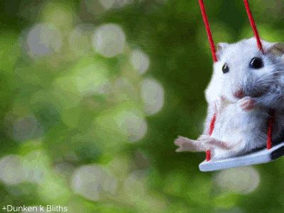 Fat Mouse GIF - Find & Share on GIPHY