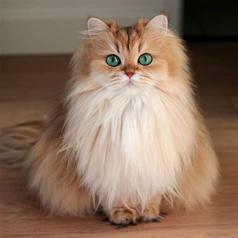 Gato British Longhair - Razas de Gatos