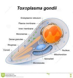 Toxoplasma Gondii - Parasitic Infections - AntiinfectiveMeds.com