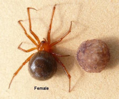 Brown Spider Half Red Legs Spider | LONG HAIRSTYLES