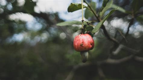 The Cashew Tree | Health From the Garden