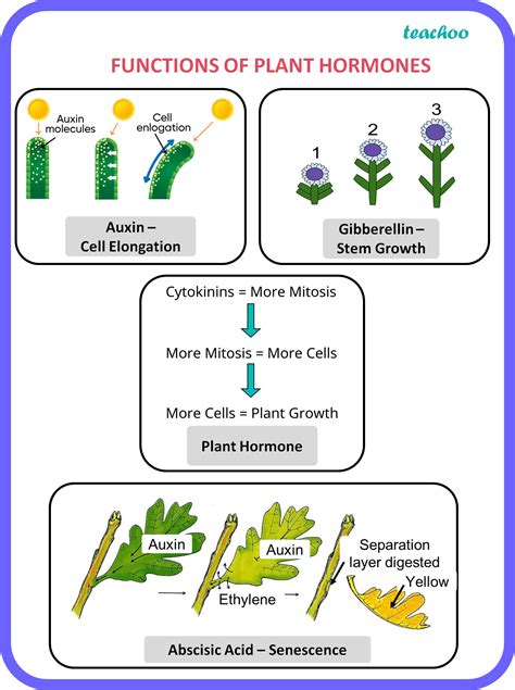 [Class 10] Name the plant hormones responsible for the following: