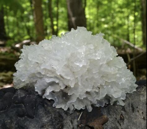 Ultimate Guide To Tremella Mushrooms - World Mushroom Society