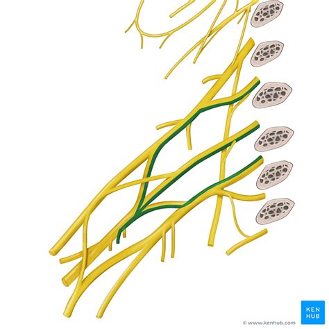 Brachial plexus - Anatomy, Nerves, Sections & Branches | Kenhub