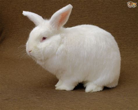 New Zealand Rabbit Breed | Facts, Highlights & Buying Advice | Pets4Homes | New zealand rabbits ...