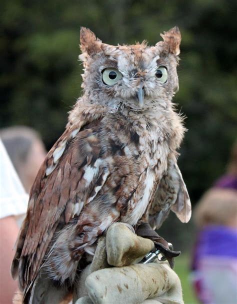 Owl at Shelburne Farms | Cute animals, Owl, Animals