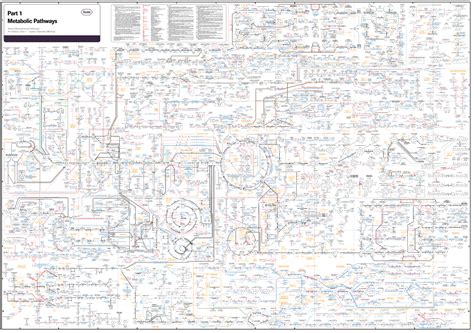 GitHub - ZijunH/Roche_Biochemical_Pathway_Generator: Generates a downloadable full size image of ...