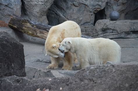 Things are Heating up in Cincinnati Zoo’s Polar Bear Exhibit - Cincinnati Zoo & Botanical Garden