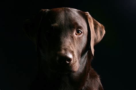 🔥 Download Cachorro C O Rosto Olhos Labrador Fundo Preto Vetor by ...