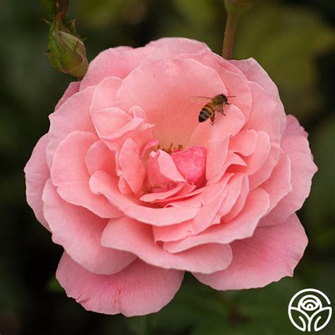 Queen Elizabeth Rose - Grandiflora - Lightly Fragrant – Heirloom Roses