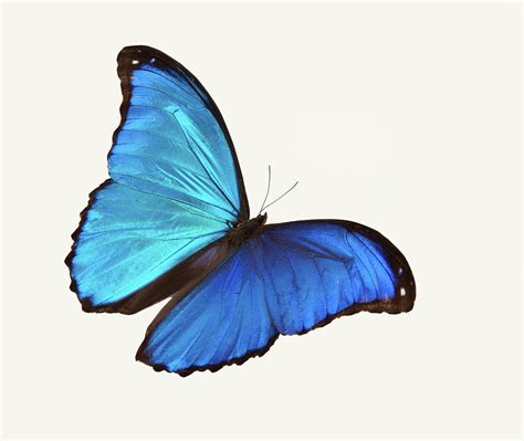 Bright Blue Butterfly Flying Against A by Stanley45