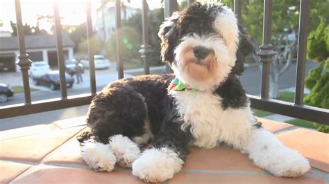 Mini Sheepadoodle - Kean - YouTube