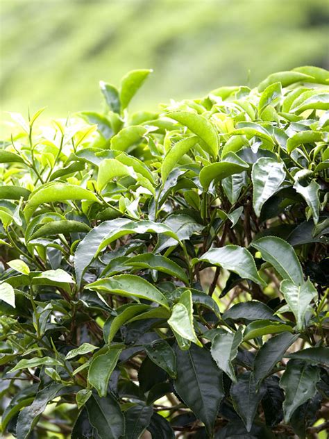 2 Green Tea Bush High Yield Plants (camellia sinensis) – Urban Perennials