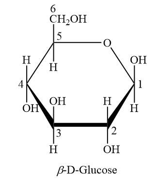 Draw the Haworth structure of beta-D-glucopyranose. | Homework.Study.com