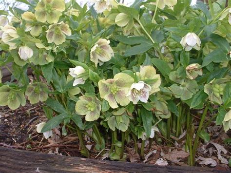 Helleborus orientalis