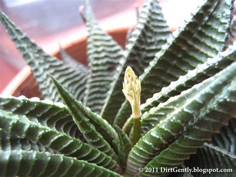 Dirt Gently's Horticultural Adventures: Flowering Haworthia limifolia