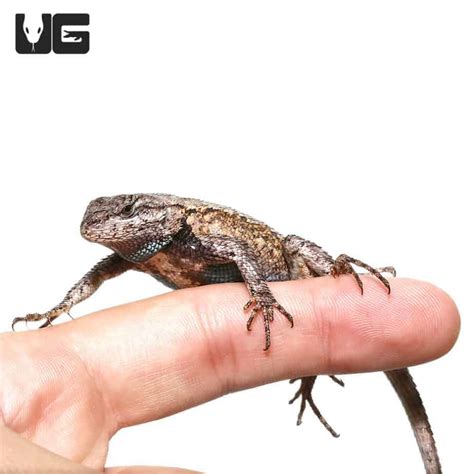 Western Fence Lizards For Sale - Underground Reptiles