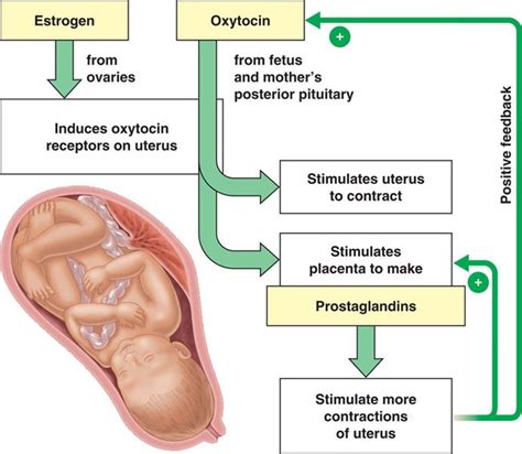 What does Induction Of Labor look like? | Nursing school pharmacology, Pharmacology nursing ...