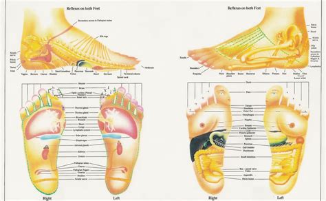 All Best Foot - Reflexology Charts Free Download