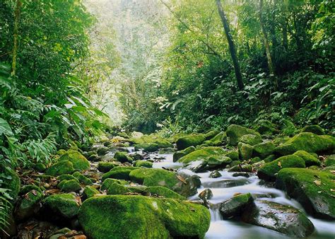 LE FORESTE TROPICALI NEL MONDO - Costa Rica - Monteverde - Bosque nuboso. | TERRARIA