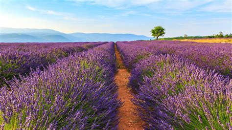 Lavender season in Provence - Complete France