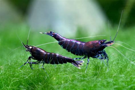 Dragonblood Shrimp Caridina Shrimpy Business | lupon.gov.ph