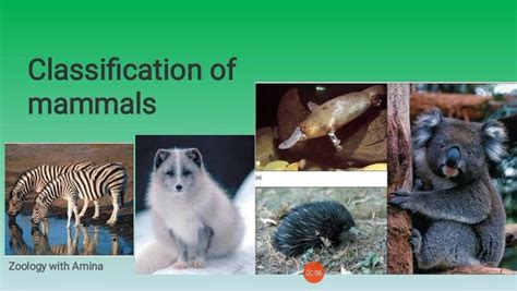 Classification of Mammals - Quality Educational Material | Kid-ease | Montessori Educational ...