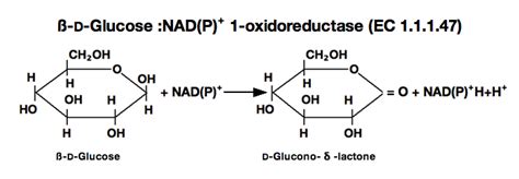 GLUCOSE DEHYDROGENASE (NAD(P)-dependent) from Microorganism - TOYOBO USA