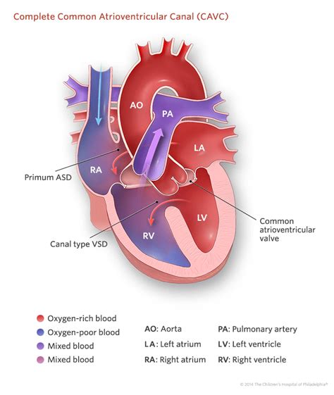 the anatomy of the heart with labels on it and other parts labeled in red, blue, and purple