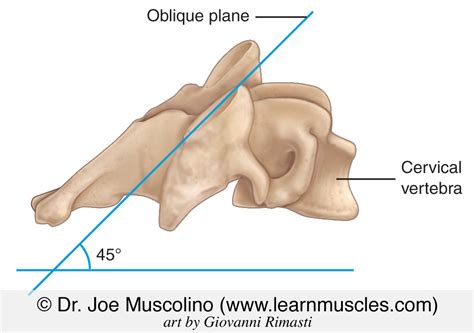 Cervical Spinal Facet Joint Plane - Learn Muscles