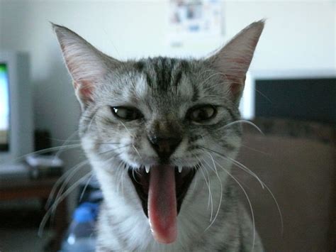 Why Is My Cat Panting? - PetHelpful