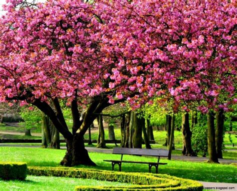 Spring Trees Wallpapers - Top Free Spring Trees Backgrounds - WallpaperAccess