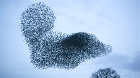 Modelling uncovers how birds flock together