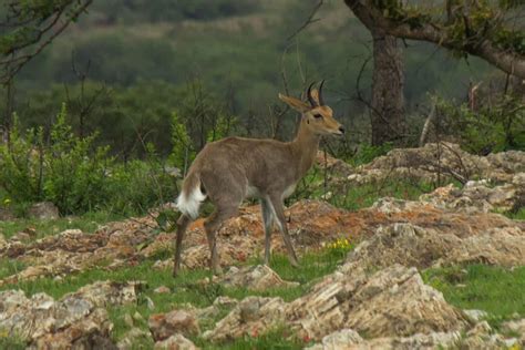 Mountain Reedbuck - Wildlife Vagabond