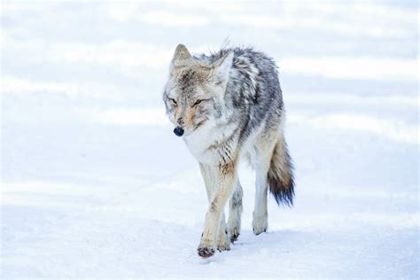 Yellowstone Winter Tours | Yellowstone Wildlife in the Winter