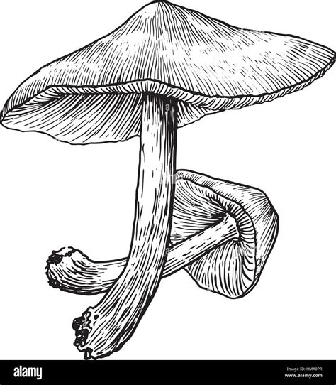 Mushroom Illustration Drawing Engraving Line Stock Photos & Mushroom Illustration Drawing ...