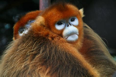 File:Golden Snub-nosed Monkeys.jpg - Wikipedia, the free encyclopedia