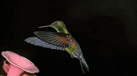 Animated Hummingbird Gif Images - Mk GIFs.com