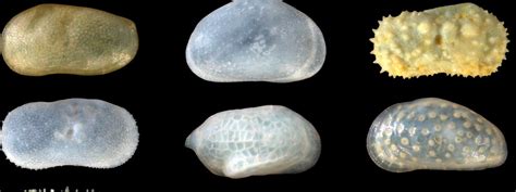 Ostracod collection | Natural History Museum