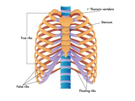 Spine Vertebrae Ribs