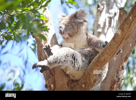 Koala habitat hi-res stock photography and images - Alamy