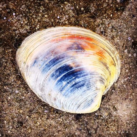 Quahog Photograph by Amy Chrisman