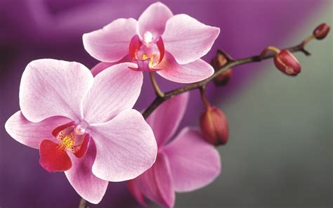 Orchids Wallpapers | Best Wallpapers