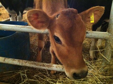 From Farm To Fridge: A Day With The Dairy Cows - A Mommy Story