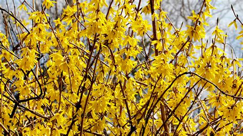 Spring-blooming shrubs | Garden Gate